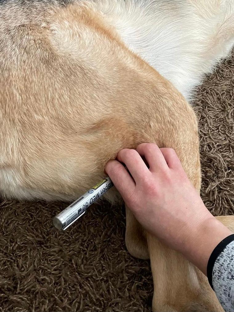 Lasertherapie Hund