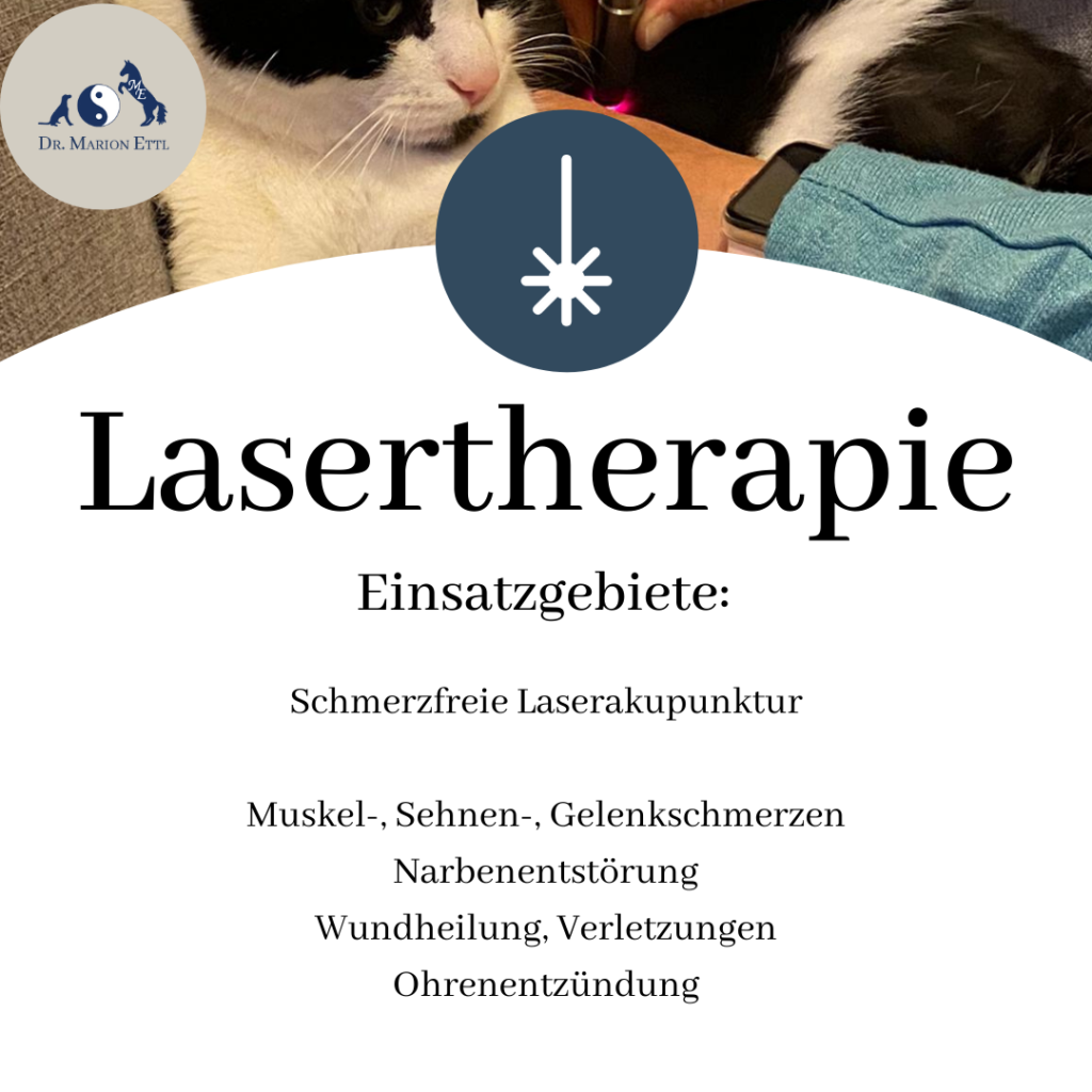Lasertherapie für Hunde und Katzen, Laserakupunktur, Schmerzen, Naben, Wunde, Verletzungen, Ohrenentzündung, kleintierpraxis
