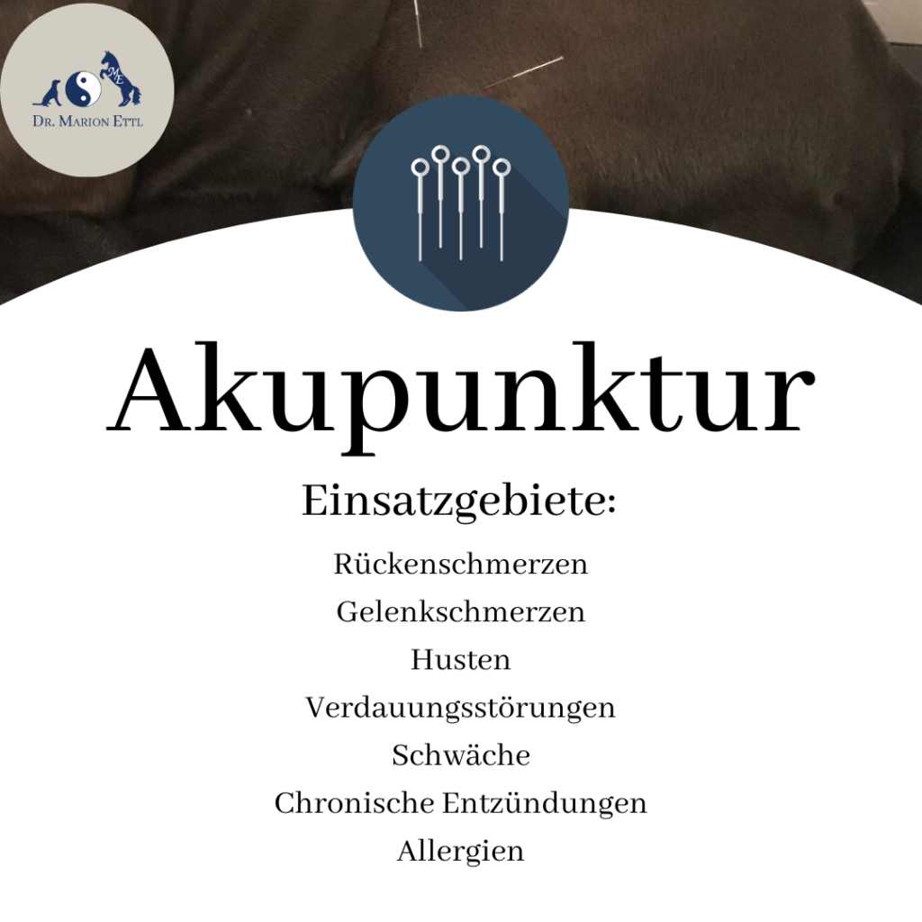 Akupunktur, Tierakupunktur, Katzenakupunktur, Hundeakupunktur kleintierpraxis