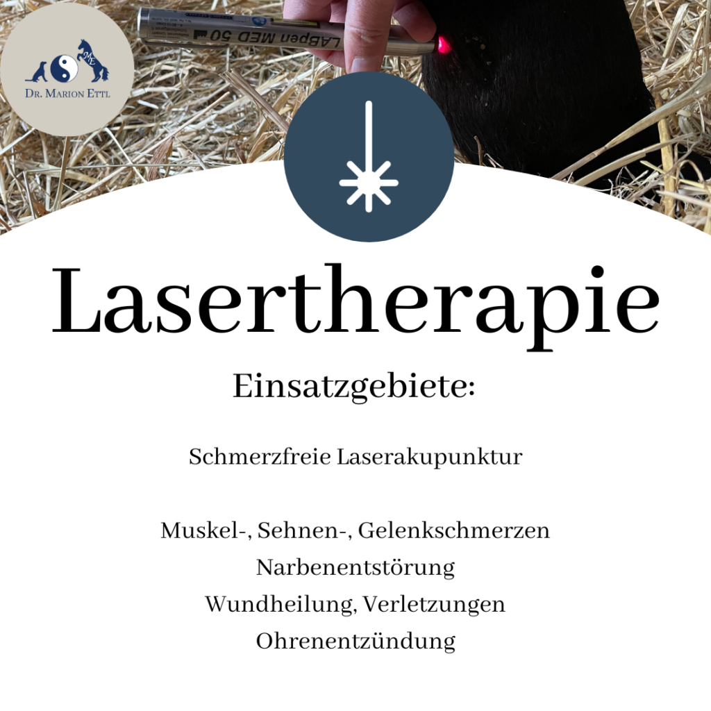 Lasertherapie, Therapielaser, Akupunktur, Pferdeakupunktur, Pferdepraxis