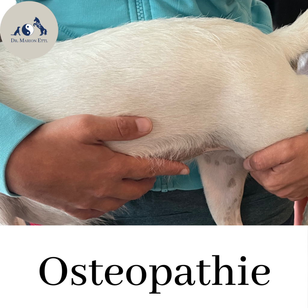 Hundeosteopathie, TIerosteopathie, Osteopathie, Tierarzt, Therapie, Vet, kleintierpraxis mobile