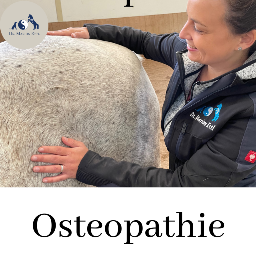 Tierosteopathie, Pferdeosteopathie, Osteopathie, pferdepraxis